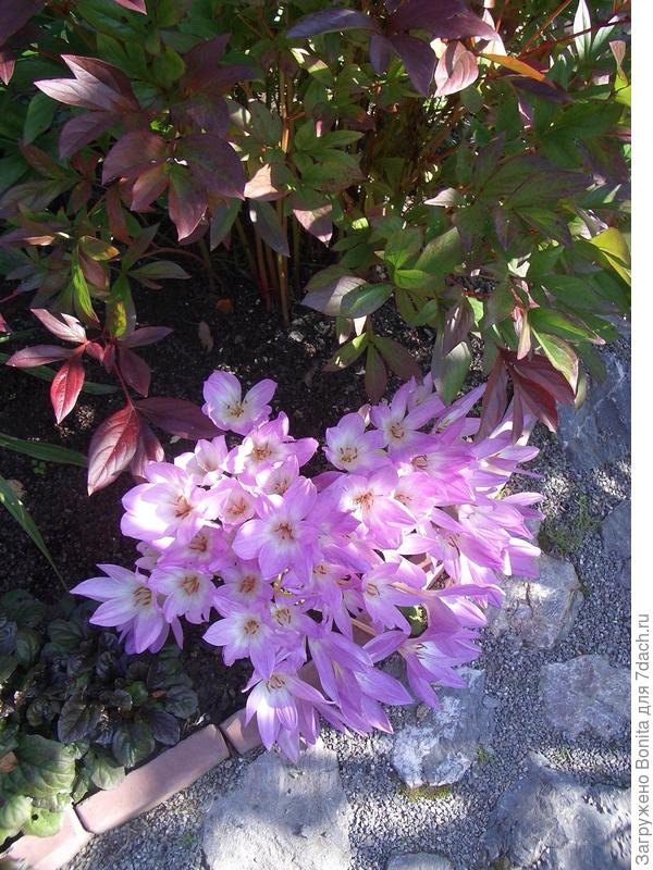 Когда растет вот такая куча, это уже надо выкапывать, иначе они начинают падать еще в бутонах