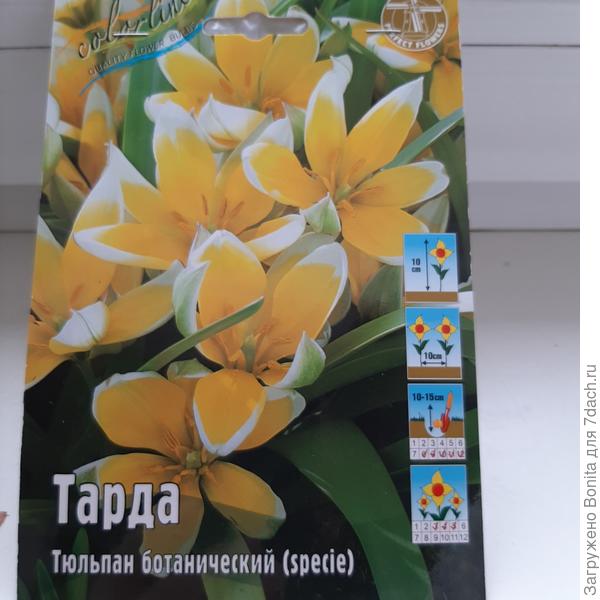 Этот тоже уже есть, но хочется больше. С видовыми тюльпанами меньше хлопот.