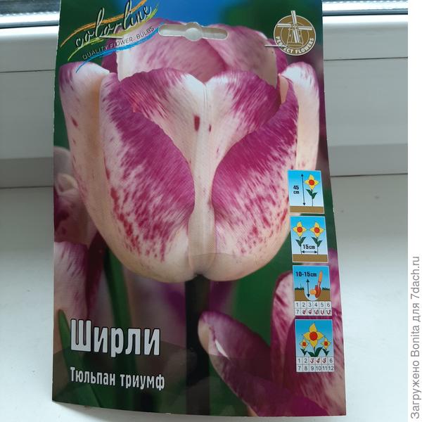 Люблю этот тюльпан. Он у меня уже рос, но измельчал со временем, цветение единичное. Решила возобновить.