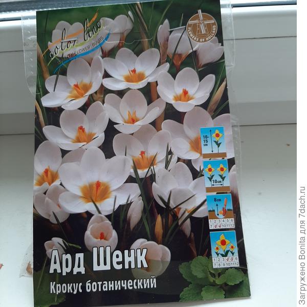 Еще один крокус в компанию к остальным