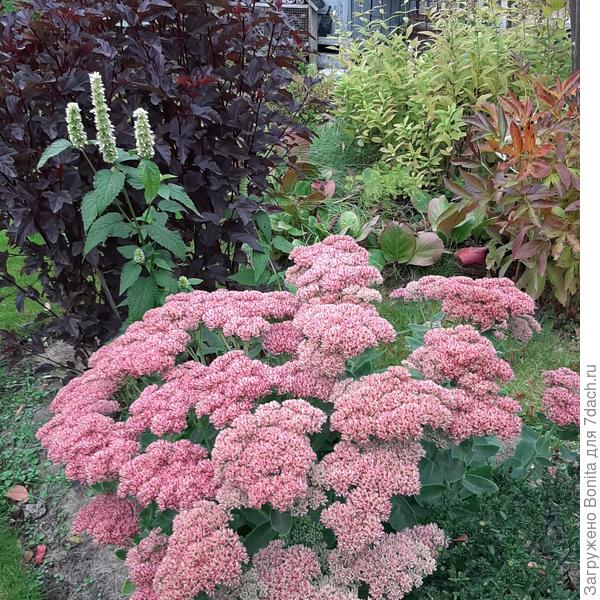 Он у меня повсюду