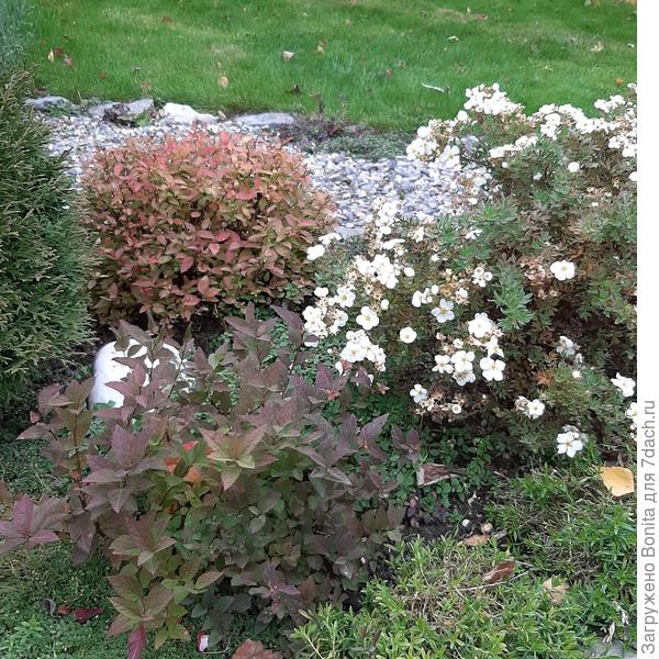 И не только розы.