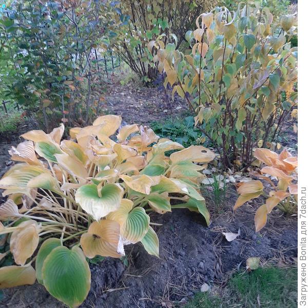 Конечно же пожелтели хосты.