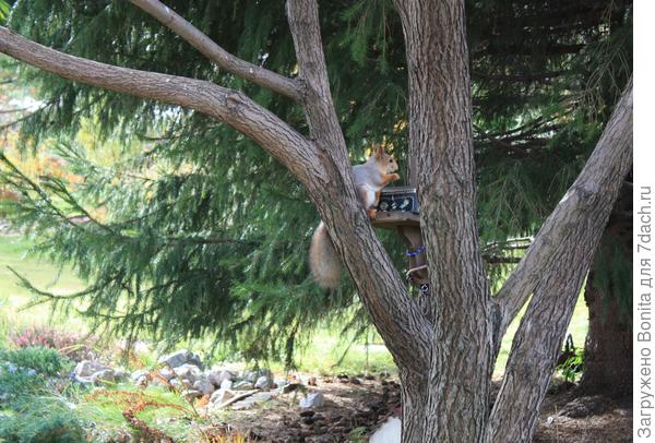 В новой шубке