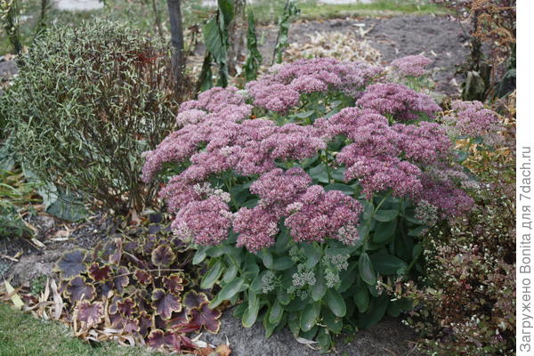 И седум не поддается