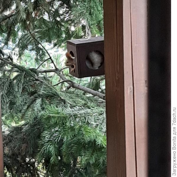 Другая кормушка