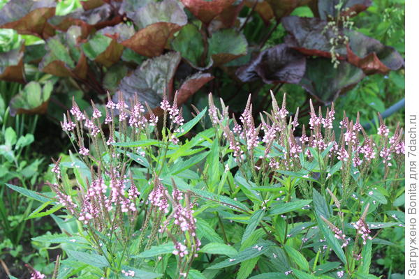 Вербена копьевидная, розовая. Получила семена в 2023г. В этом же году она и расцвела. Сейчас уже дарю семена со своих растений.