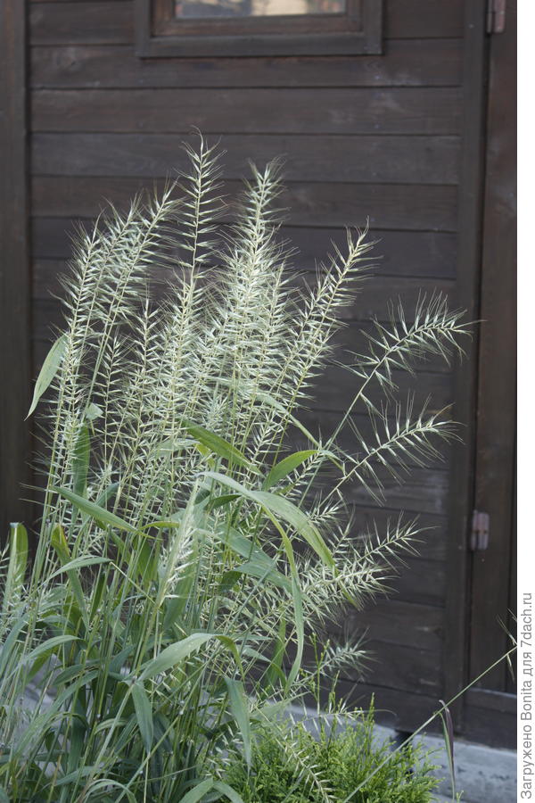 Шероховатка, семена 2023г.