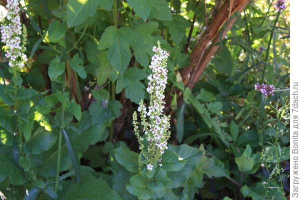 Коровяк, пока разрастается