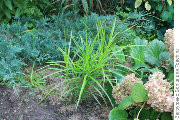 Осока пальмолистная, 2024г. Наверно, я ей мало места оставила, придется пересаживать?