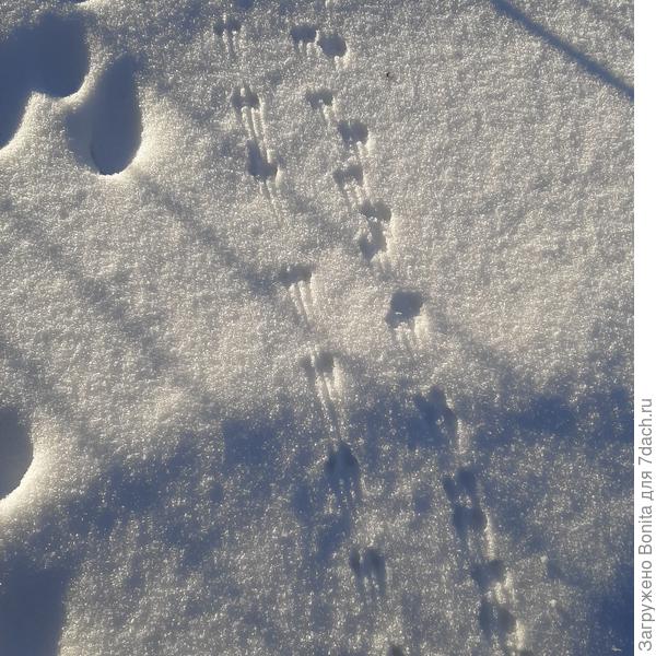 Но враг не дремлет - очень много мышиных следов