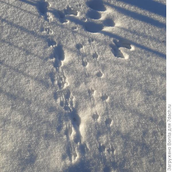 Они везде. Весной будет много "сюрпризов"