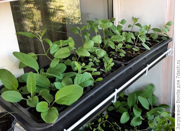 Сразу несколько кассет в поддоне