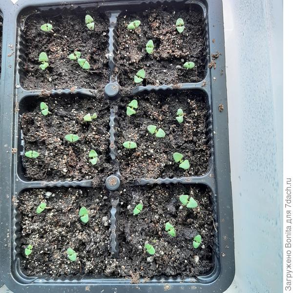 Всходы лаванды в кассетах