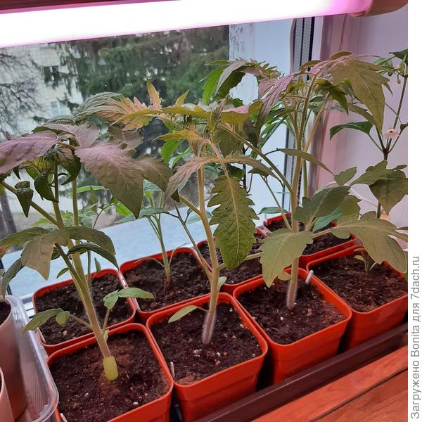 Здесь стаканчики 500мл