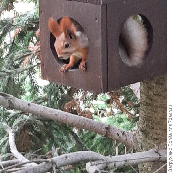 А это на в той самой кормушке на пихте. Видите, какой взгляд?