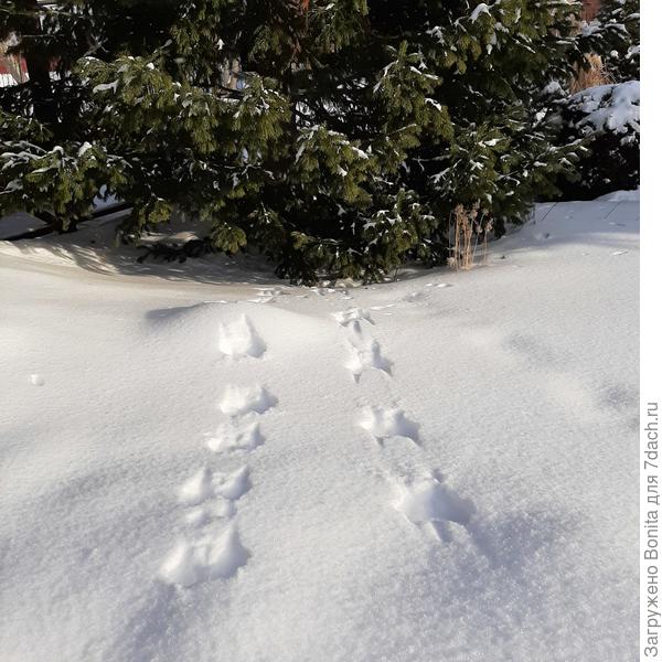 Белка бегала