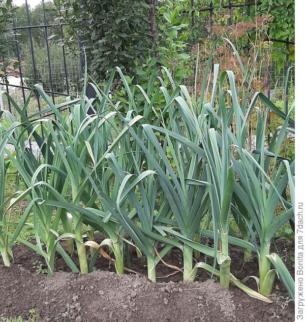 Порей, середина августа