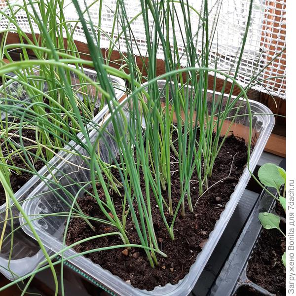 Рассада луков 2 мая, ближе на фото - Эксибишен