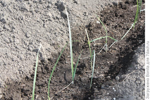 Рассада порея высажена - середина мая