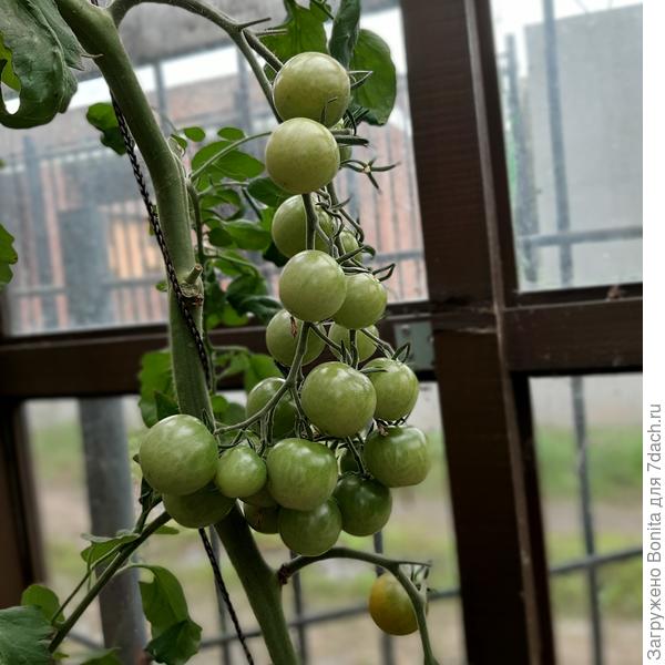 Еще кисти, выше ярусом