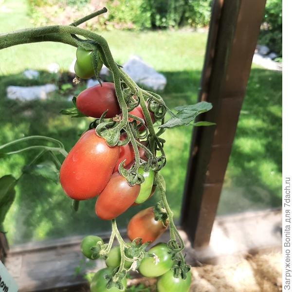 Монисто шоколадное