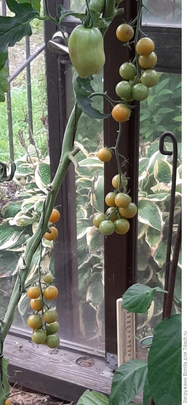 Это уже сентябрь, нижние кисти, плохо зреют, на вкус зеленые