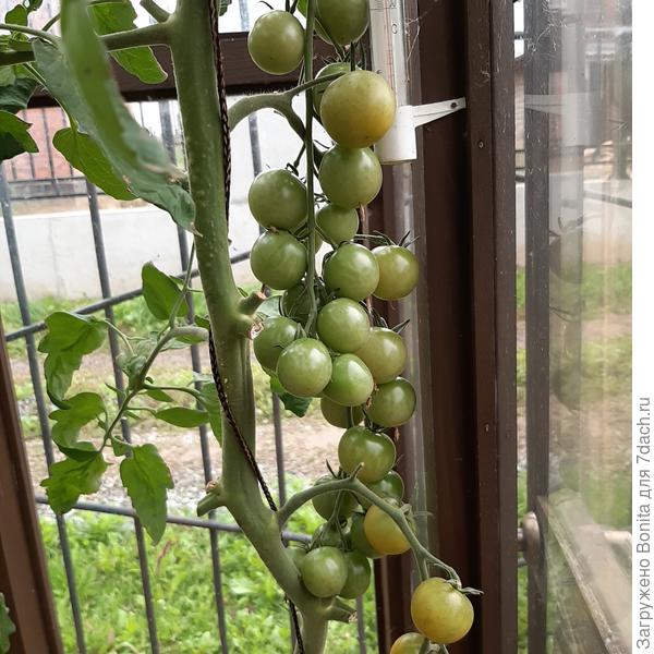 Монисто янтарное. Вот такие кисти с самого низа до самого верха стебля.