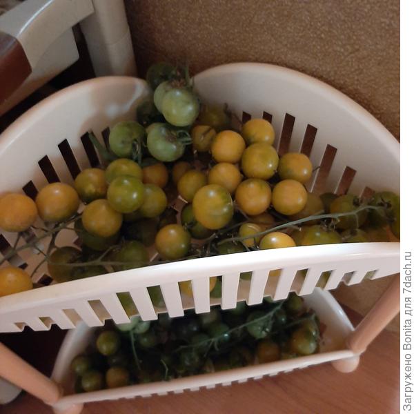 Сняты на дозаривание, но остались твердыми, на вкус никакими.