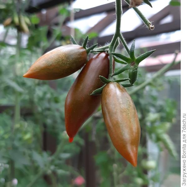 Это Шоколадный фонтан