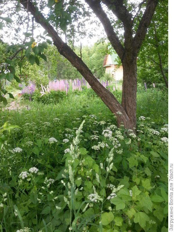 Вот она сныть цветет прямо за забором.