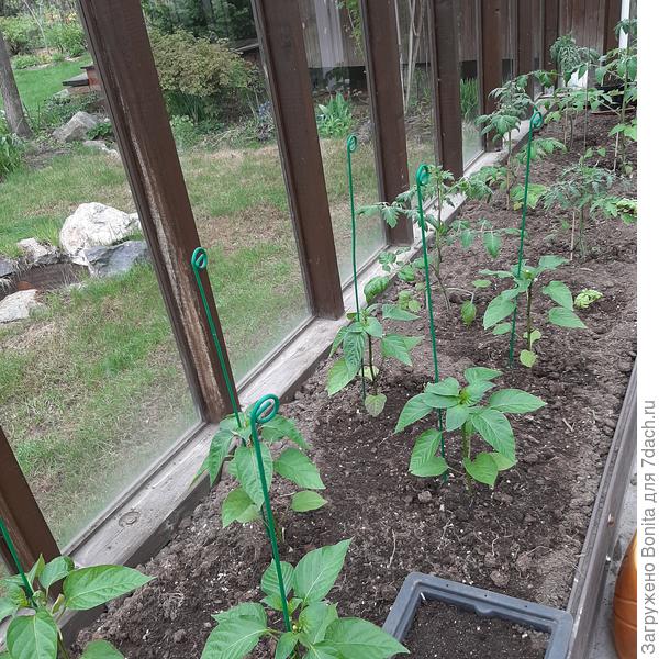 2024г. 19.05 - перцы высажены в теплицу