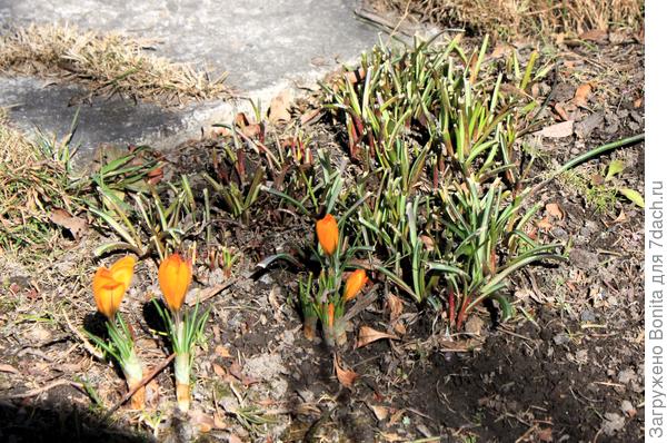 Йеллоу Маммот каждый год объедают мыши. Мне вот только столько оставили. Все забываю попробовать - может, правда вкусные какие-то.