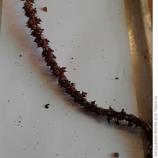 Подобрала с земли её прошлогодний колос (осенью забыла срезать на семена).