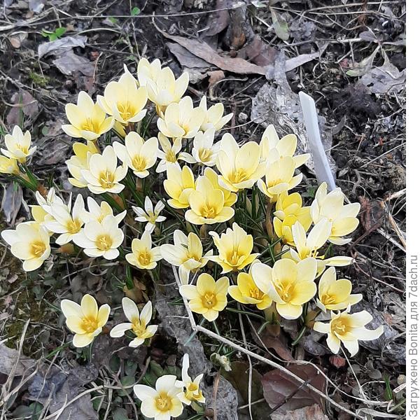 Романс ранний и уже начал блекнуть.