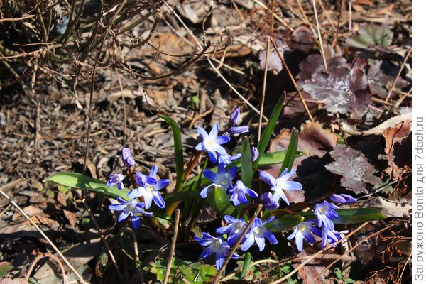 ... а голубая уже расцвела.