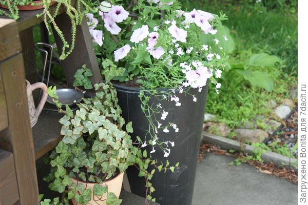 Вот таким он был летом в горшке.