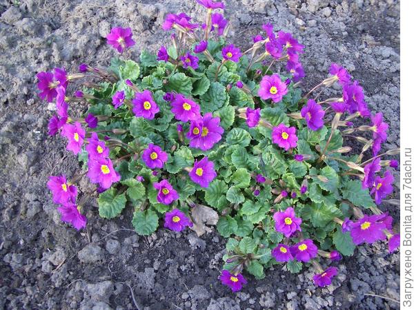 А вот эта моя примула похожа на примулу Юлии - более округлые листочки с характерными зубчиками