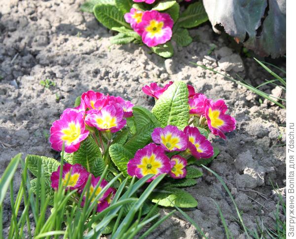 Еще моя примула обыкновенная