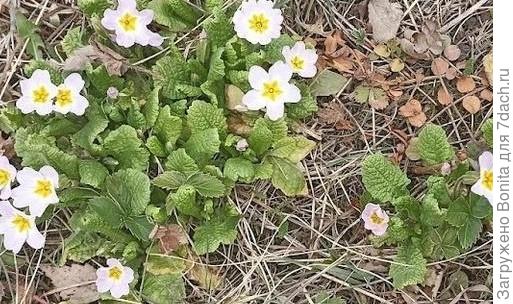 А это я увеличила фото Евгении, чтобы рассмотреть листочки