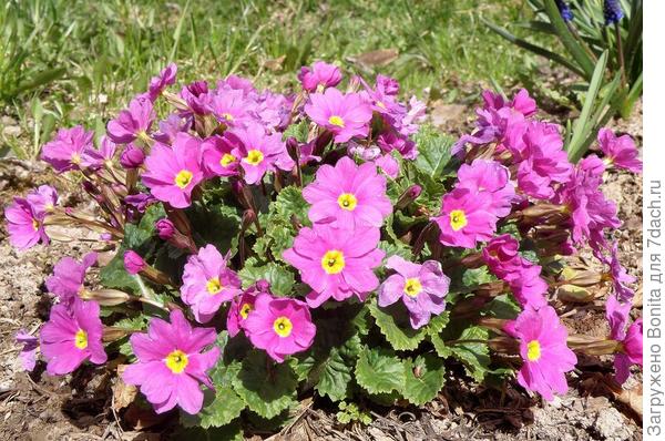 Фото примулы Юлии из Плантариумаото примулы Юлии из плантариума