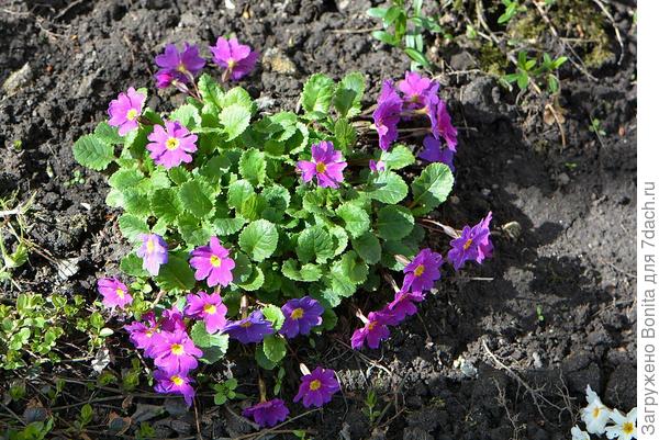 Еще одно фото примулы Юлии из Плантариума