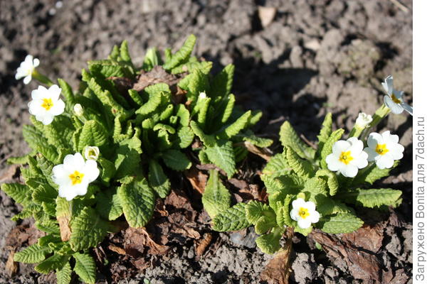 Это уже у меня примула обыкновенная