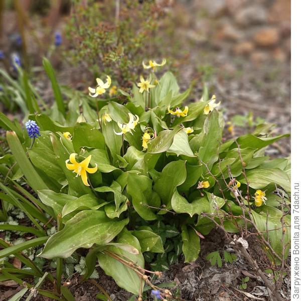 Зацвел кандык Собачий зуб