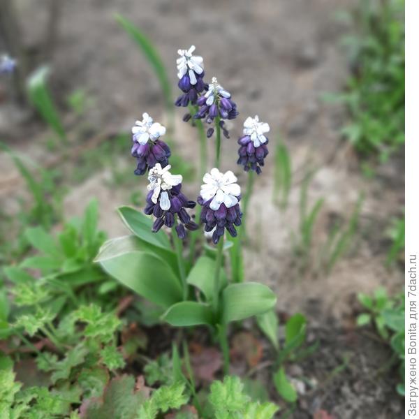Мускари Грейп айз, продолжительное цветение