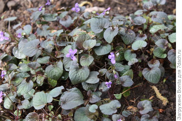 Фиалка лабрадорская