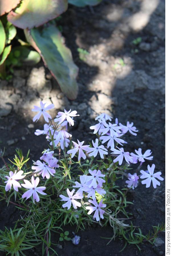 Флокс шиловидный