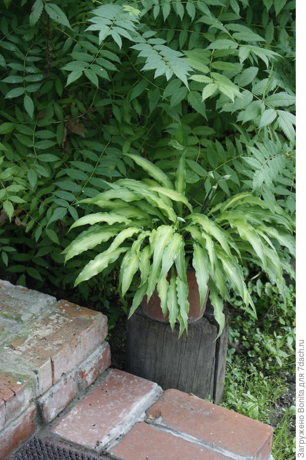 Хоста Curly Fries