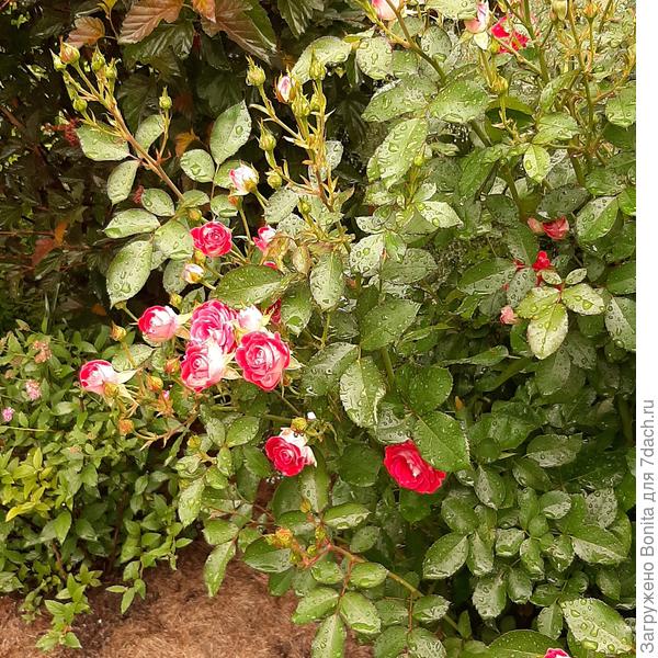 3 июля, начало цаетения