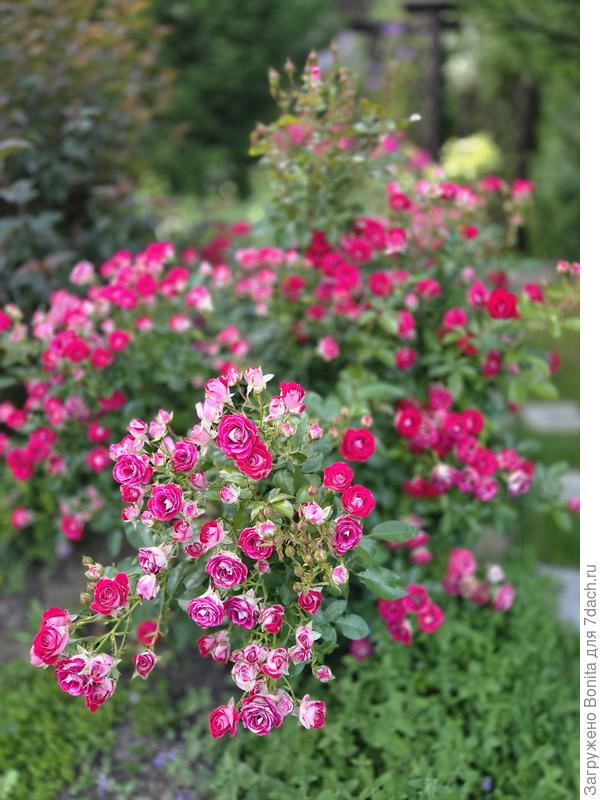 24 июля, и еще очень-очень много бутонов